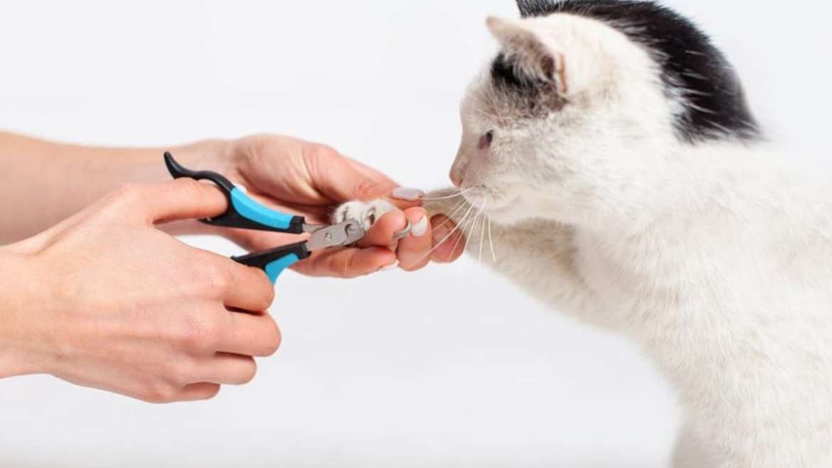 Kedi Kuaförü Hangi Hizmetleri Verir?