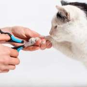 Kedi Kuaförü Hangi Hizmetleri Verir?