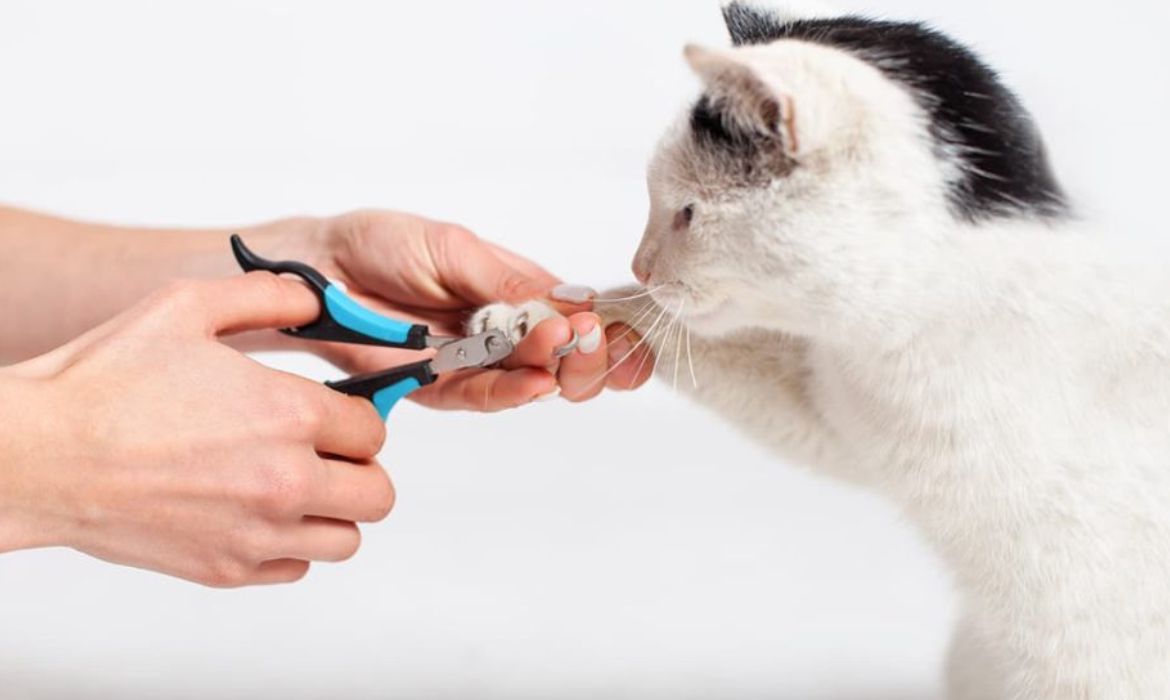 Kedi Kuaförü Hangi Hizmetleri Verir?