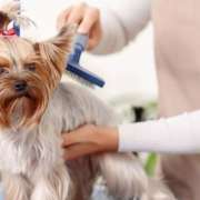 Köpek Kuaförü Hangi Hizmetleri Verir?