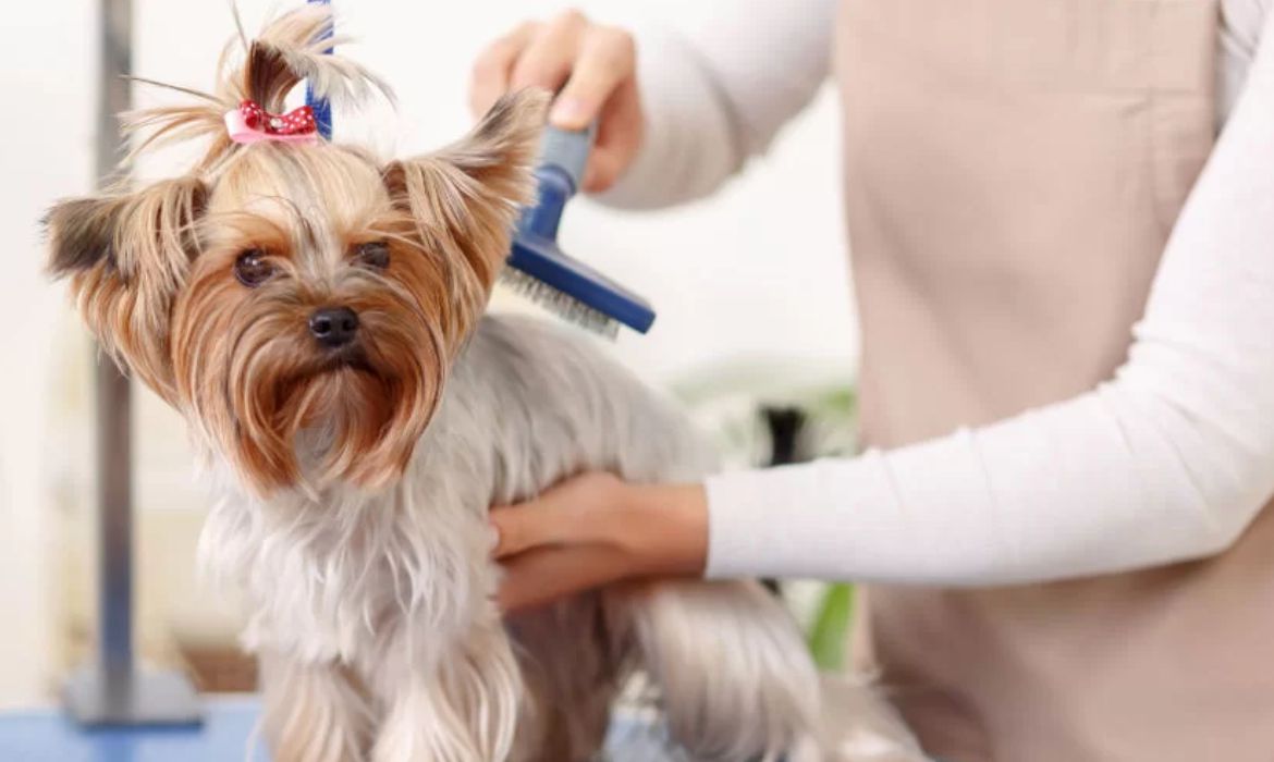 Köpek Kuaförü Hangi Hizmetleri Verir?