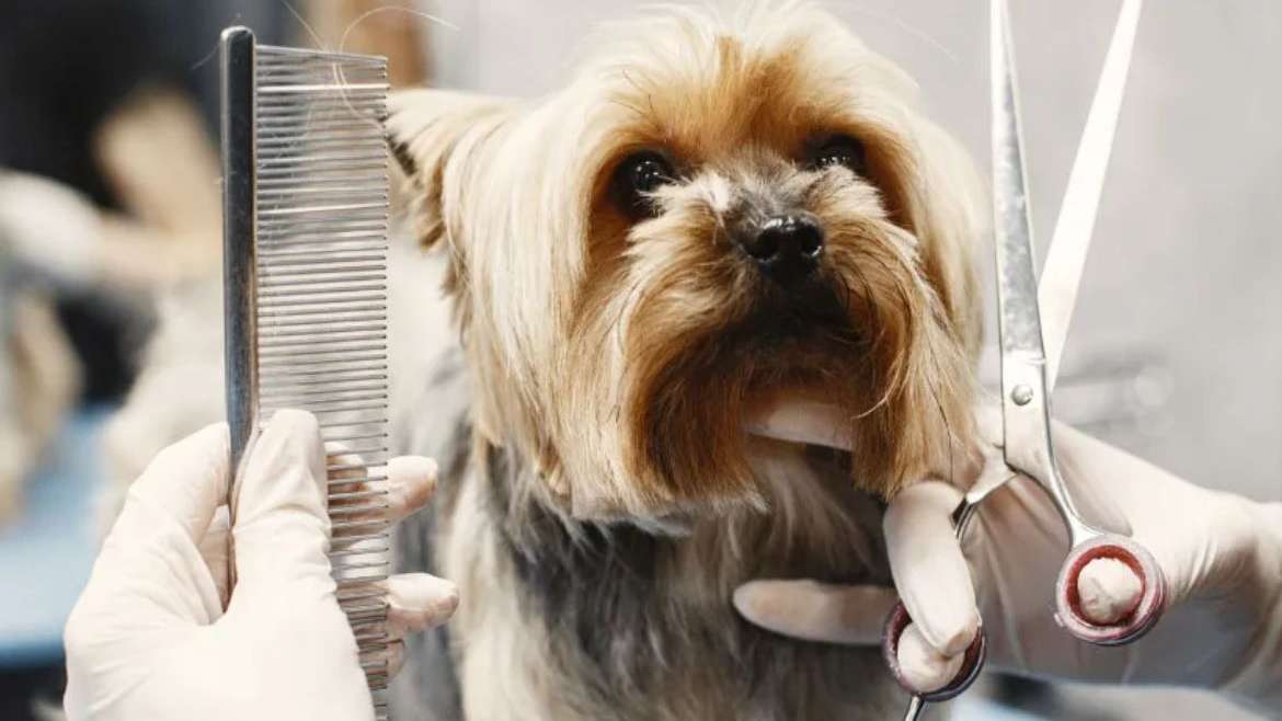 Groomickey Alanya Pet Kuaförü