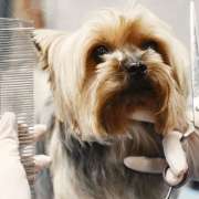 Groomickey Alanya Pet Kuaförü