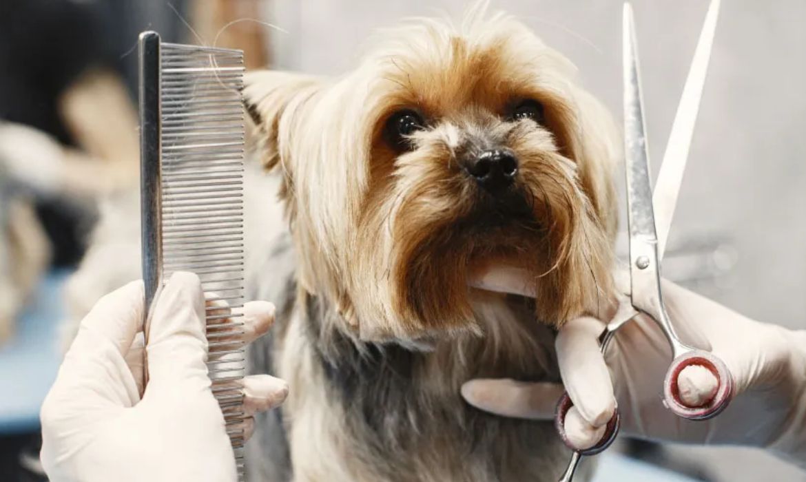 Groomickey Alanya Pet Kuaförü